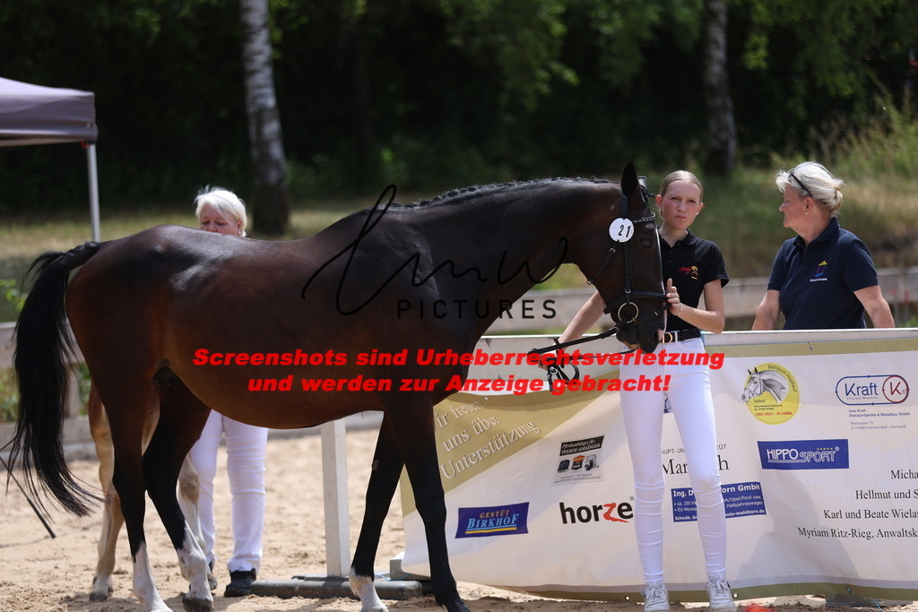 Fohlenschau_Schwäbisch_Hall_springbetonte_Fohlen_KN 21_1 | lmwpictures - Realisiert mit Pictrs.com