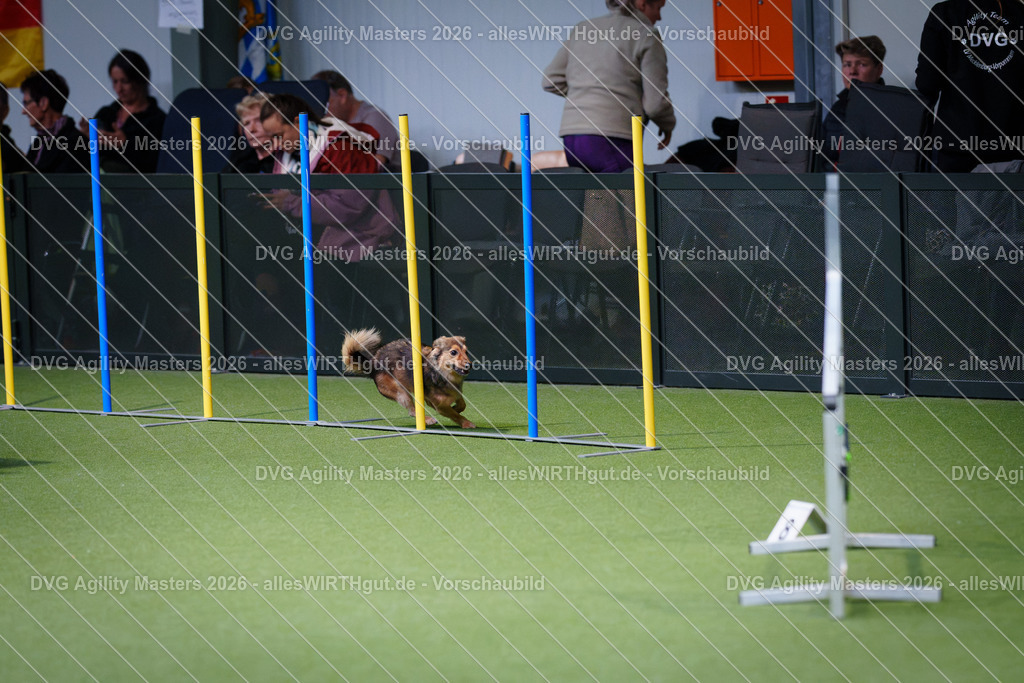 allesWIRTHgut_Tierfotografie-DVG_Agility_Masters_2026-12_23-7R508151 | Professionelle Tierfotografie in Mönchengladbach von Daniel Wirth (allesWIRTHgut). Liebevolle & natürliche Bilder von Hunden & Katzen für unvergessliche Erinnerungen.