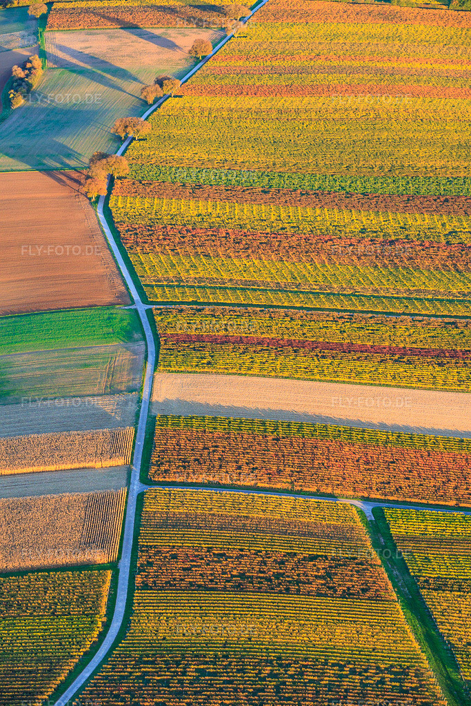 Luftbild: herbstlich gerfärbte Weinberge zwischen Dierbach und Oberhausen in Oberhausen im Bundesland Rheinland-Pfalz in Deutschland. Foto: IMG_150388.jpg vom 15.10.2025 durch Werner Riehm/FLY-FOTO.de