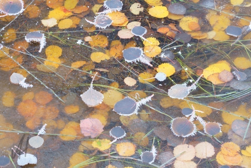 Frostiges Laubfarbspiel im Wasser | Frostiges Laubfarbspiel im Wasser - Realisiert mit Pictrs.com