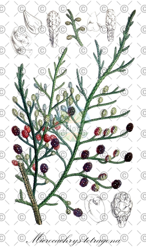HistAbb_wfo-0001317941_1_ENZY_Simple | Historische Abbildung von Microcachrys tetragona - Podocarpaceae | Historical Illustration of Microcachrys tetragona - Podocarpaceae