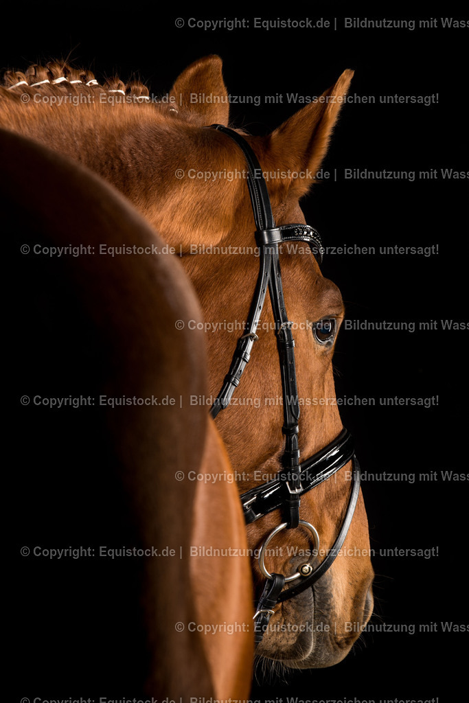 20151103_TOMsPiC_0326 | equistock