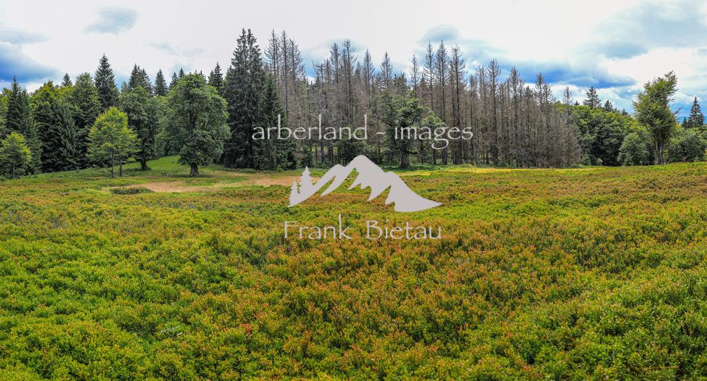 OE7A2485-Pano | der Lindberger Schachten, einer der schönsten Schachten im Nationalpark Bayerischer Wald auf 1144m. - Panorama
