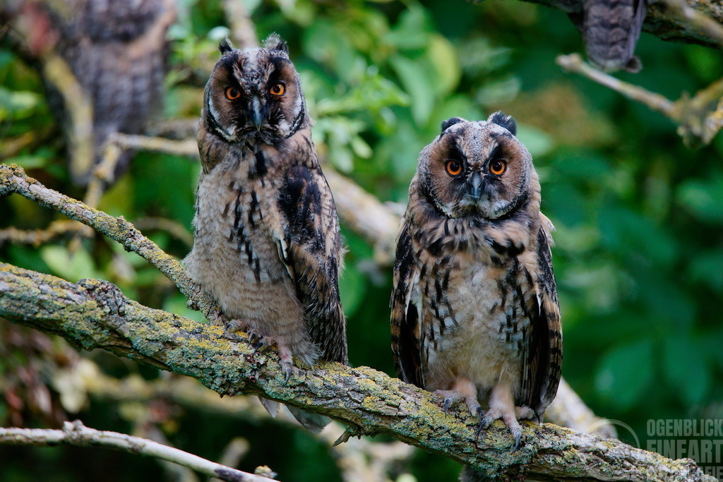 _DSC2259 | Björn Thiemann; Ogenblick.de; Fotografie; Photograph; Landscape, Pellworm, Schleswig-Holstein; Inselfotograf; Inselfotografien; Wattenmeer; National-Park; Naturschutzgebiet; Leuchtturm; Lighthouse; Leinwandbilder; Kalender; Pellworm Kalender;  - Realisiert mit Pictrs.com