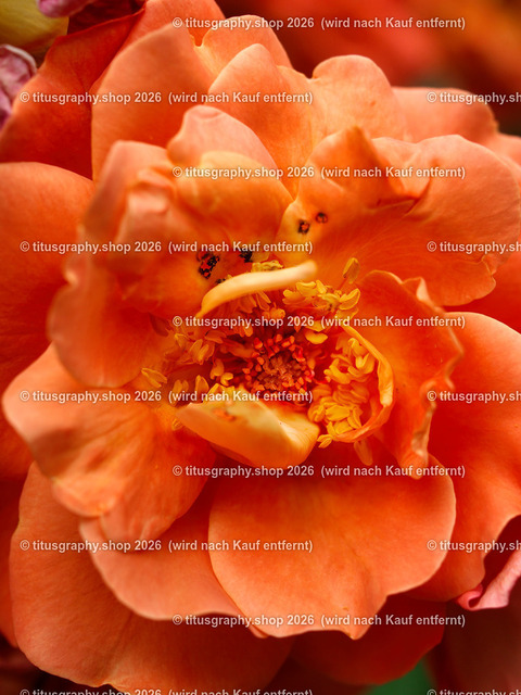 titusgraphy_P6291873-vz-ln | titusgraphy-shop: Geschenkideen mit Qualitätsfotos. titusgraphy-shop: gift ideas with quality photos. titusgraphy-shop: idées cadeaux avec photos de qualité.  - Realisiert mit Pictrs.com