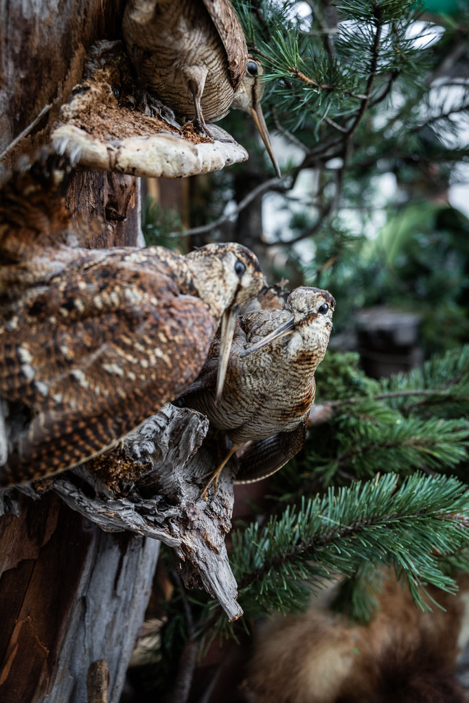 Rupertifest_Flachau_2k25_Webauflösung-371 | Bildershop Chri Fischbacher - Realisiert mit Pictrs.com