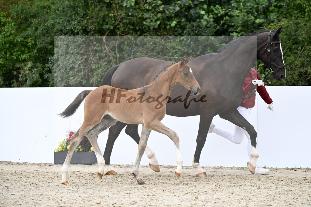 Sir Gribaldi x Sandro Bedo_HF_Schneller_23250892 | hf-fotografie - Realizzato con Pictrs.com