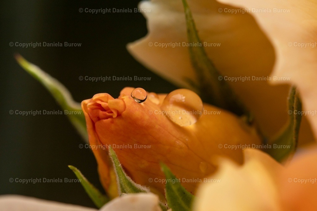Rose | danielaburow - Realisiert mit Pictrs.com