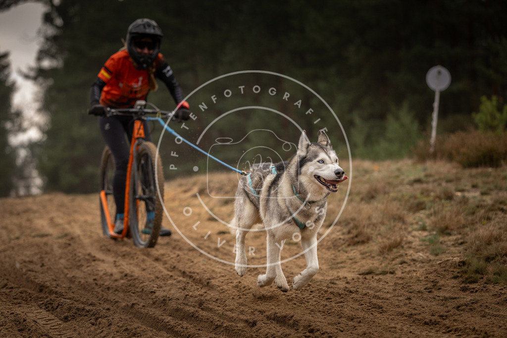 Pfotenfotografie_DV3A4998 | Hundefotografie, Tierfotograf, Pfotenfotografie, Fotoshooting Hund, Hunde Portrait, Hundesport, Hundeportraits, Heideshooting, Hunde, Sportfotograf, Hundefotograf, Turnierhundsport, THS,  - Realisiert mit Pictrs.com