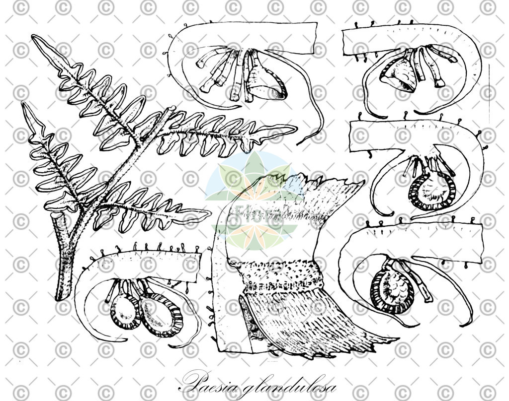 HistAbb_wfo-0000779410_1_ENZY_Simple | Historische Abbildung von Paesia glandulosa - Dennstaedtiaceae | Historical Illustration of Paesia glandulosa - Dennstaedtiaceae