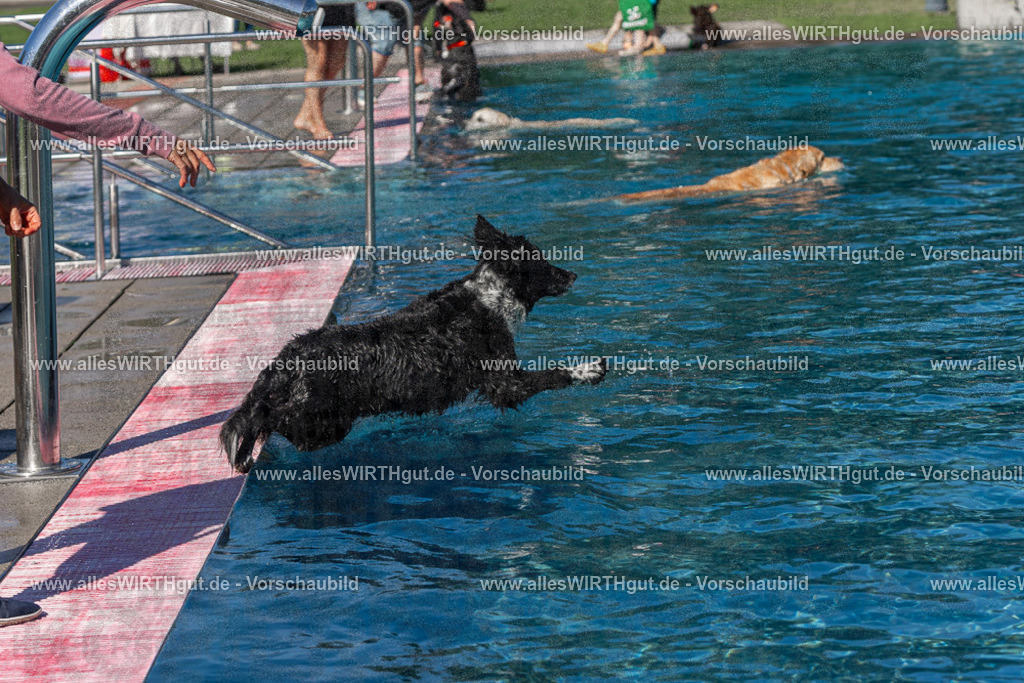 Hundeschwimmen_Volksbad_2026-allesWIRTHgut_Tierfotografie-2609061132-FAY06246 | Professionelle Tierfotografie in Mönchengladbach von Daniel Wirth (allesWIRTHgut). Liebevolle & natürliche Bilder von Hunden & Katzen für unvergessliche Erinnerungen.