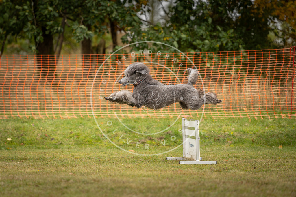 Pfotenfotografie_DV3A4508 | Hundefotografie, Tierfotograf, Pfotenfotografie, Fotoshooting Hund, Hunde Portrait, Hundesport, Hundeportraits, Heideshooting, Hunde, Sportfotograf, Hundefotograf, Turnierhundsport, THS,  - Realisiert mit Pictrs.com