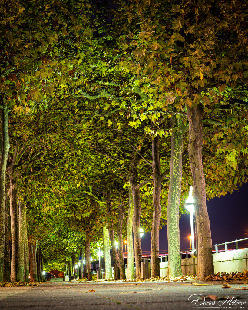 Eine Baumallee am Hilton in Mainz | Eine Baumallee am Hilton in Mainz