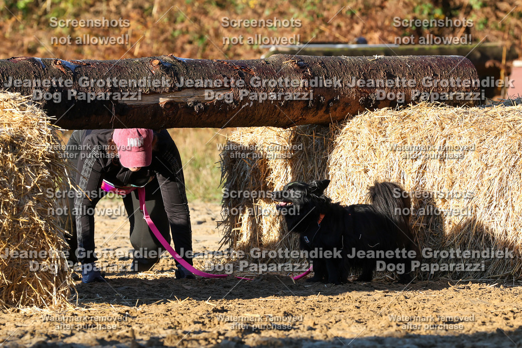 Dog Paparazzi - Strongdog 10-25-998 | Dog Paparazzi Jeanette Grottendiek Fotografie & Videografie - Realisiert mit Pictrs.com