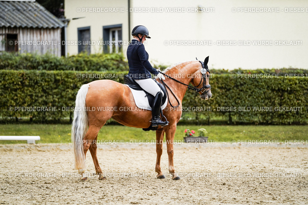 DSC00673 | Pferdegrafie