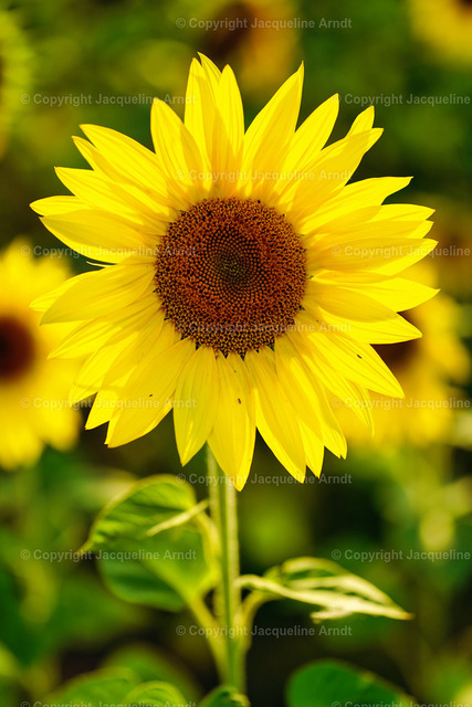 sonnenblume | Fotografie Photography Dresden Photoshooting  Fotoshooting Fotografin Dresdencity Bilder  Foto Dresdenvideos Kalender Postkarten Bilderdownload Portrait Hochzeitsfotografie Familienfotos Bewerbungsbilder Studiofotografie Fotograf Dresdenbilder Business - Realisiert mit Pictrs.com