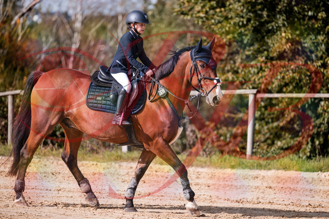 2026_10_03_Siefer-Hof_143729_Z81_06082685 | Professionelle Reitsport-, Turnier- und Eventfotografie von Robert Broda. Galerien mit ausgewählten und bearbeiteten Bildern direkt online ansehen und bestellen.