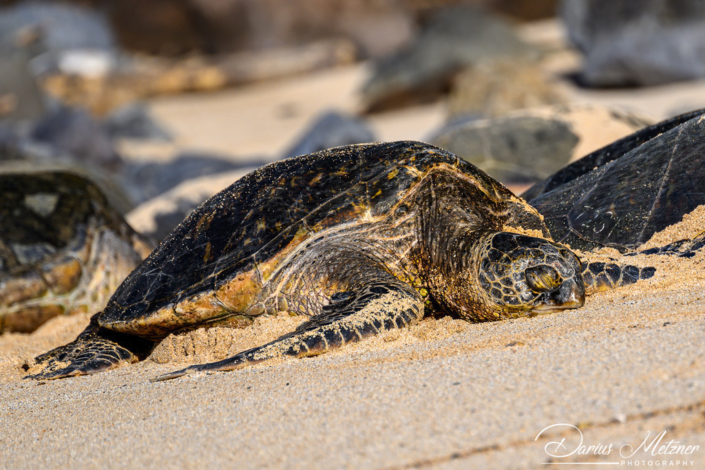 Maui  | Maui auf Hawaii