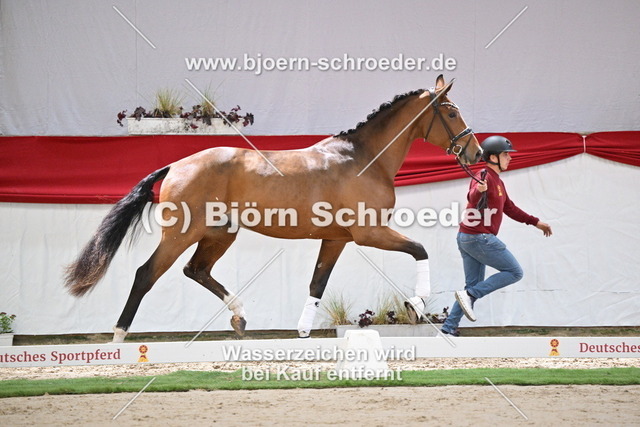098_Expectation PS - Hennessy_960_7953 | Björn Schroeder Pferdefotografie