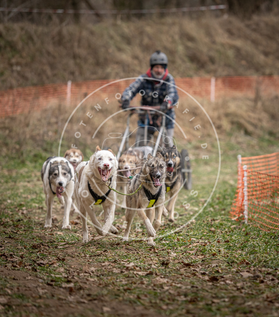 Pfotenfotografie_DV3A6474 | Hundefotografie, Tierfotograf, Pfotenfotografie, Fotoshooting Hund, Hunde Portrait, Hundesport, Hundeportraits, Heideshooting, Hunde, Sportfotograf, Hundefotograf, Turnierhundsport, THS,  - Realisiert mit Pictrs.com
