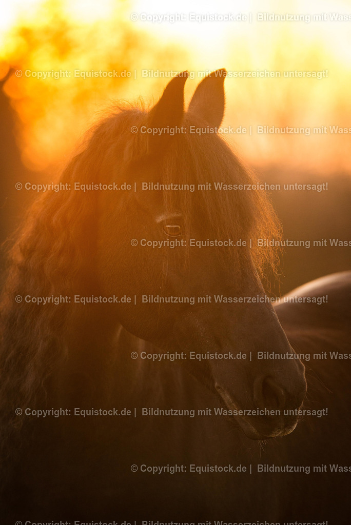 TS_20170310_Friese_Portrait_0002 | equistock