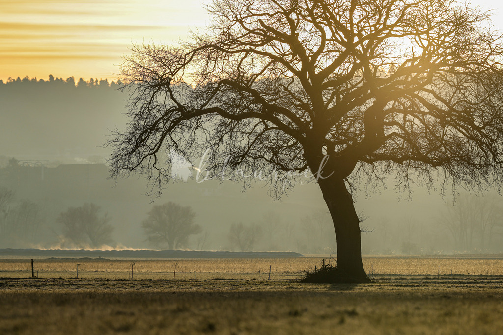 701A5111 | Sportbilder, Sportfotograf, Hochzeits- und Eventfotografin, Flugshows, Portraits und Tiershooting, Aviation, Downhill, Nationalleague, Swissleague, International
