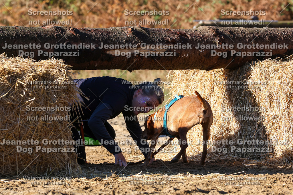 Dog Paparazzi - Strongdog 10-25-1623 | Dog Paparazzi Jeanette Grottendiek Fotografie & Videografie - Realisiert mit Pictrs.com