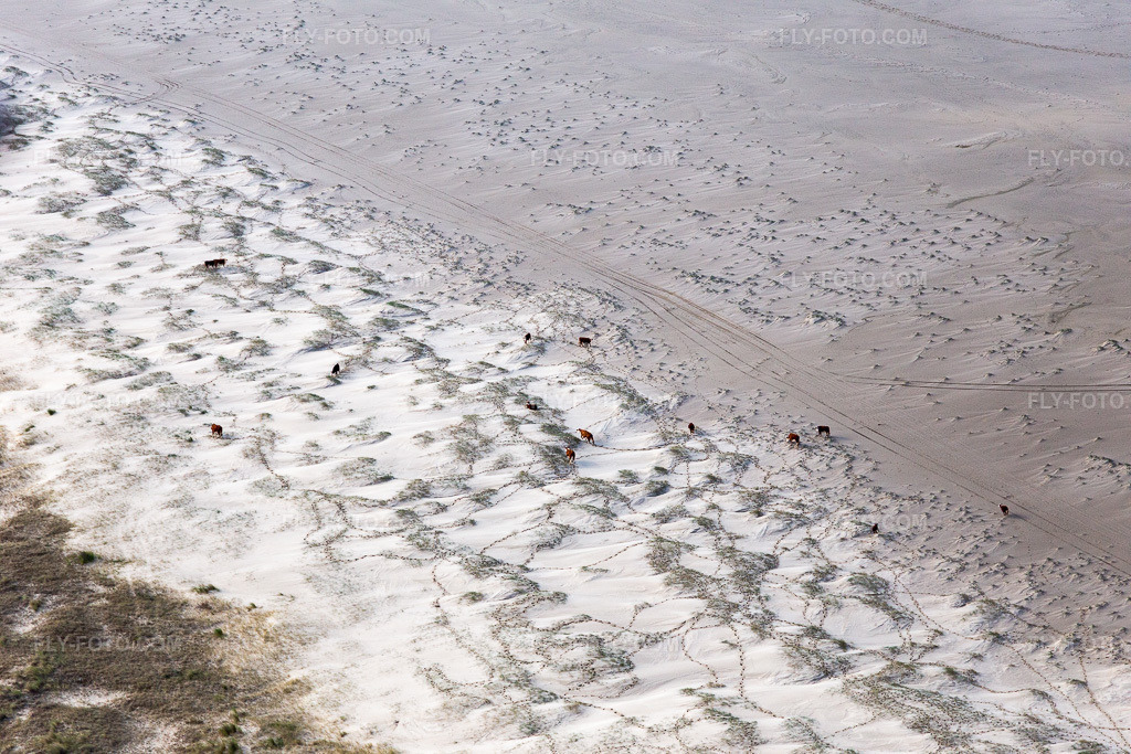 Aerial view: Cattle in the dunes on the sandy beach in Fanø in the state South Denmark, Denmark.Photo: IMG_118597.jpg taken on 09/21/2019 by Werner Riehm/FLY-FOTO.comResolution of the original: 5472 x 3648 px