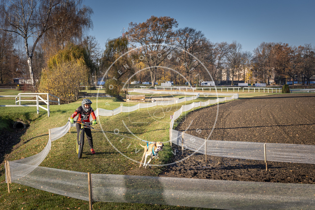 CaniXpix_DV3A1782 | Hundefotografie, Tierfotograf, Pfotenfotografie, Fotoshooting Hund, Hunde Portrait, Hundesport, Hundeportraits, Heideshooting, Hunde, Sportfotograf, Hundefotograf, Turnierhundsport, THS,  - Realisiert mit Pictrs.com