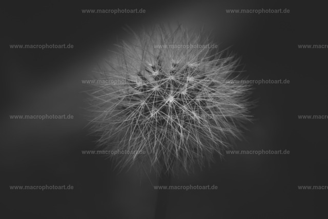Löwenzahn | Eine Pusteblume in schwarzweiß - Realisiert mit Pictrs.com