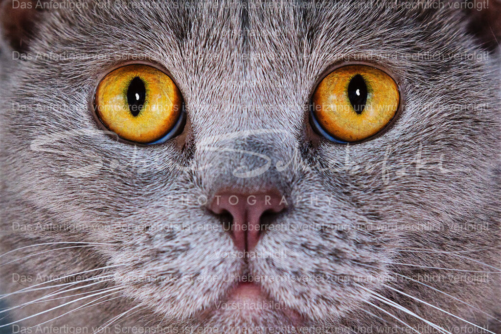 Wandbild Katze "Augen auf" | People- und Tierfotografie, Imageaufnahmen, Veranstaltungsfotografie und Wandbilder aus der Natur ★ Made in Germany ✔️ Druck + Downloads ✔️ Naturfotografie in Top Qualität ★ schneller Versand, weltweite Lieferung! - Realisiert mit Pictrs.com