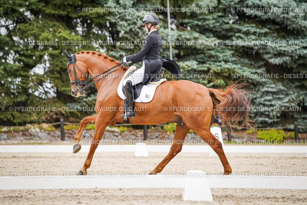 DSC05266 | Pferdegrafie