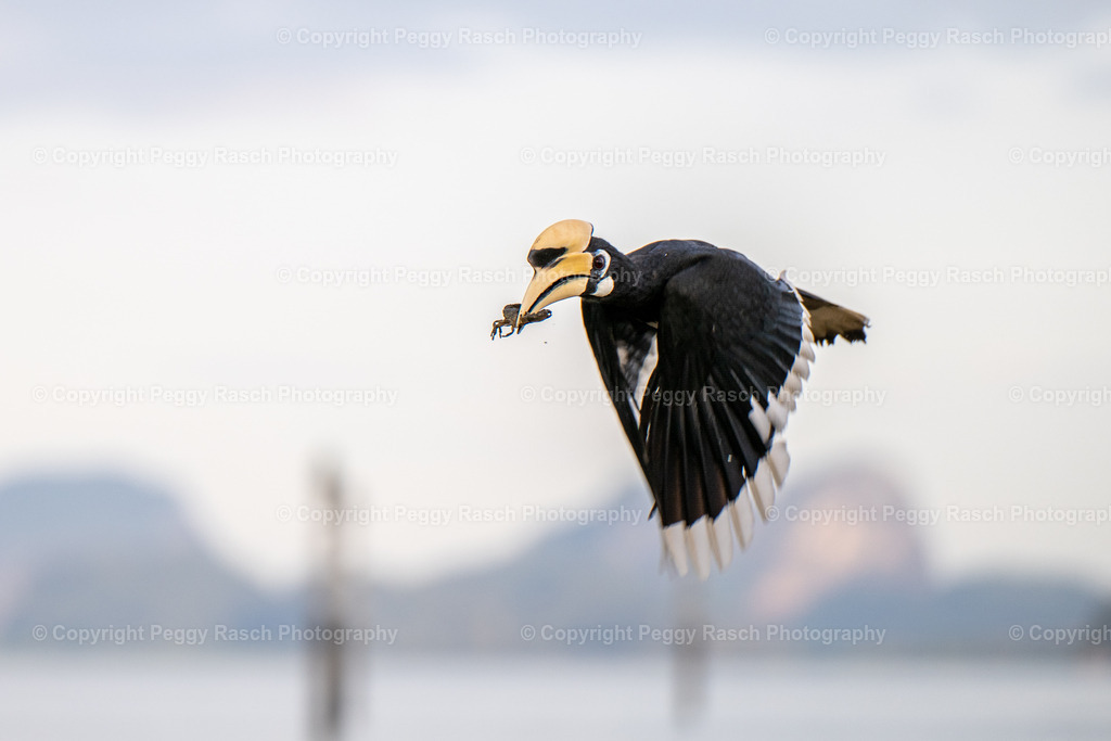 Thailand_Hornbills_2025 (34) | PeggyRaschPhotography - Realisiert mit Pictrs.com