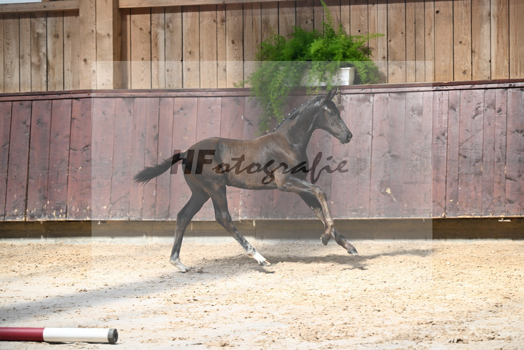 Kat-Nr. 19 Feliciano x Secret_SF_Schindele_25250253 | hf-fotografie - Realisiert mit Pictrs.com