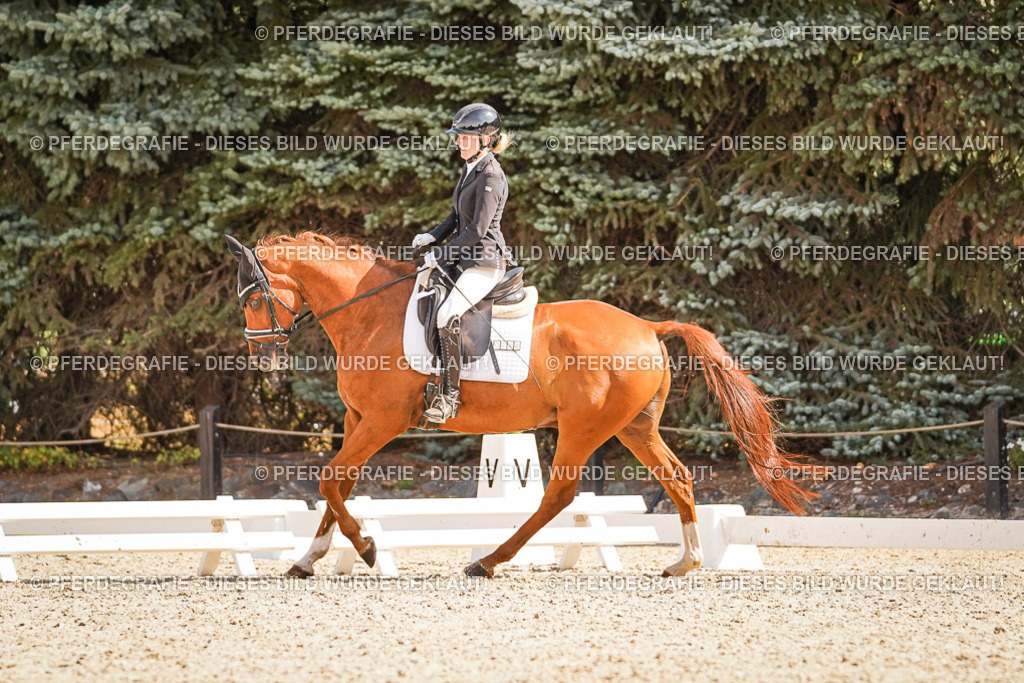 DSC00745 | Pferdegrafie