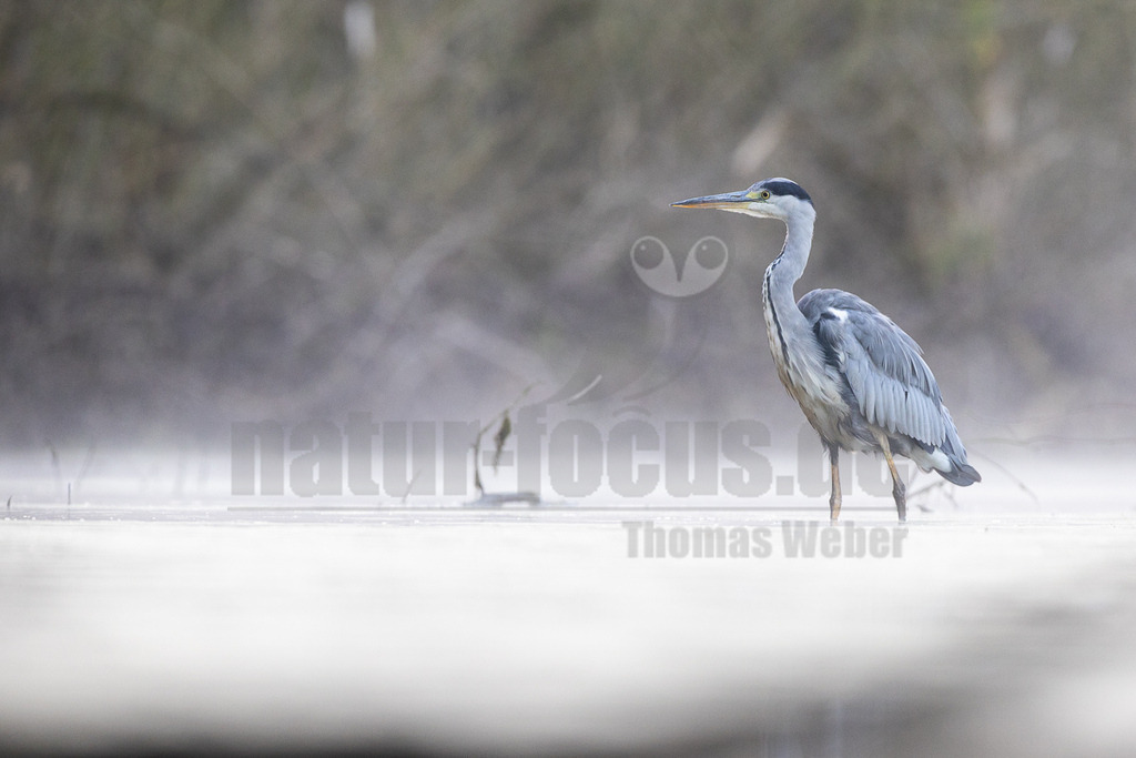 R6NF8659_20250824 | Der Bildershop von www.natur-focus.de bietet ihnen den einfachen Kauf von Bildmaterial per Download aus allen Bereichen der Natur. In den Galerien finden sie Landschaftsfotos, Tierbilder und natürlich auf Pflanzenfotos. - Realisiert mit Pictrs.com