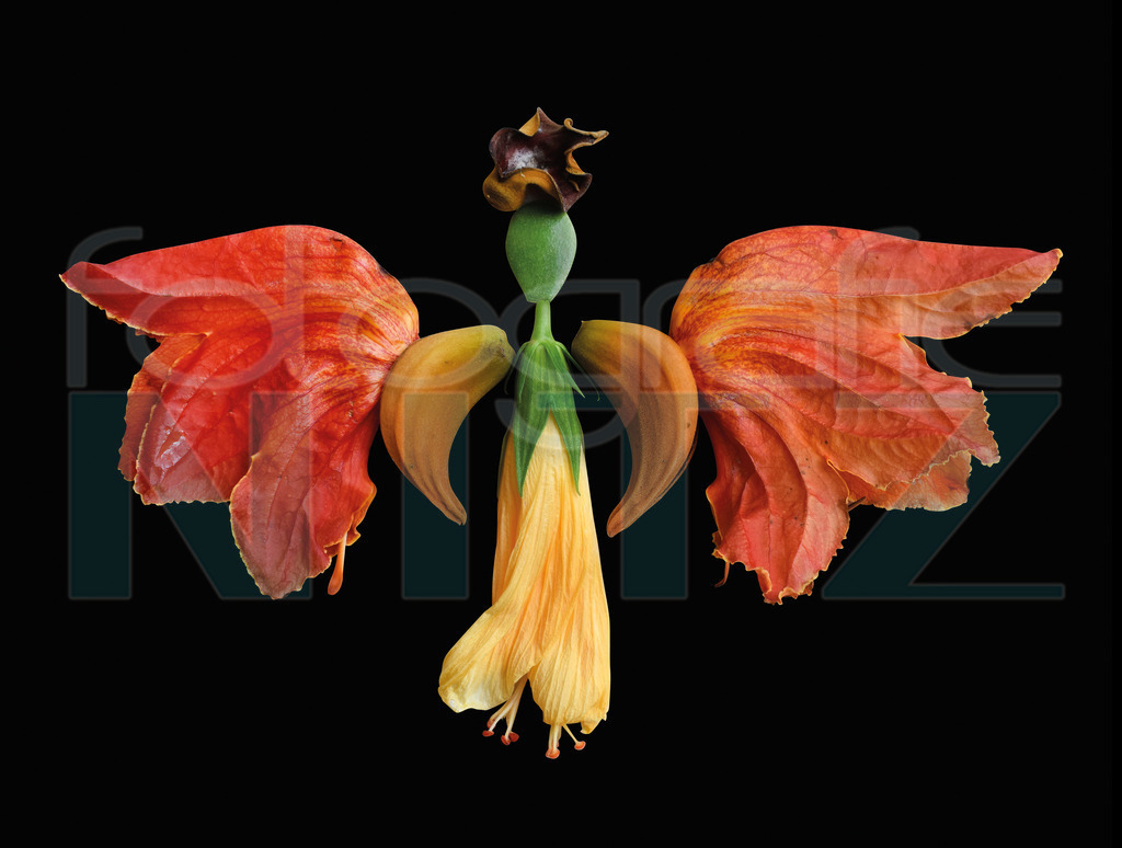 69 | Nitz Fotografie aus Montabaur bietet Ihnen hier die Möglichkeit Bilder auszusuchen und zu bestellen. 