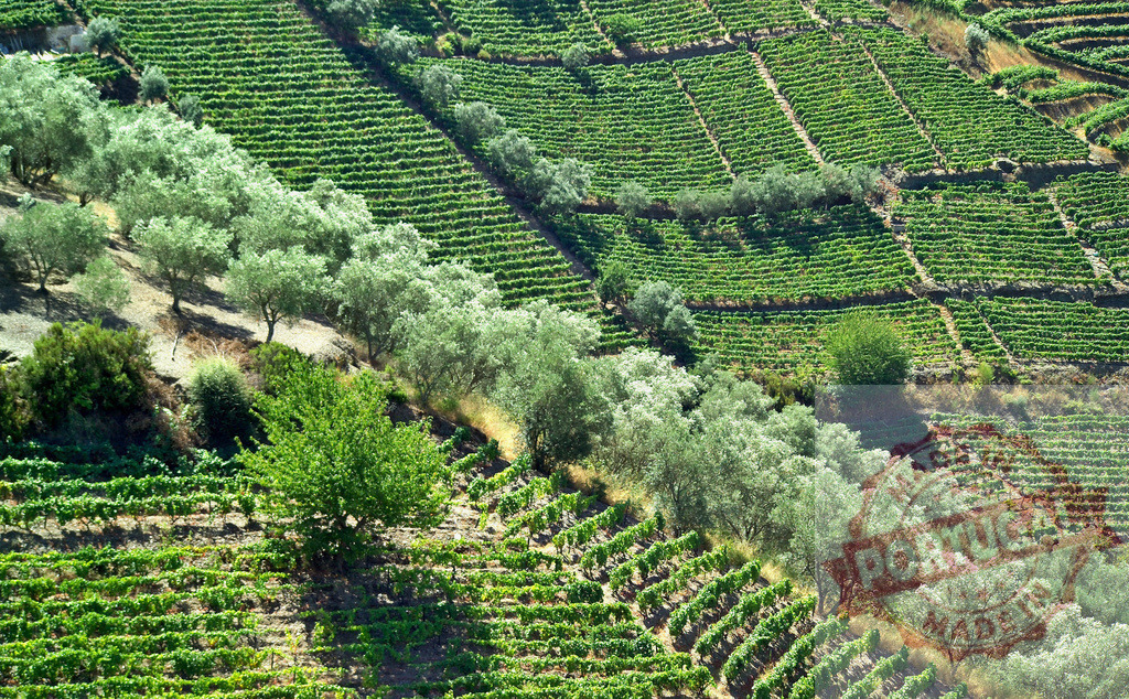 Douro Valley terraced vineyards and olive groves | Green terraced vineyards growing on a steep hillside with olive trees - Realisiert mit Pictrs.com