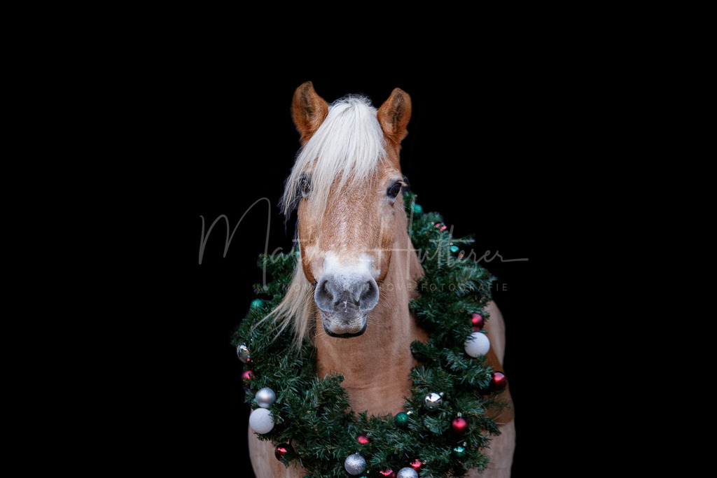 Schwarzer Hintergrund  | Schwarzer Hintergrund mit Hund und Pferd 
