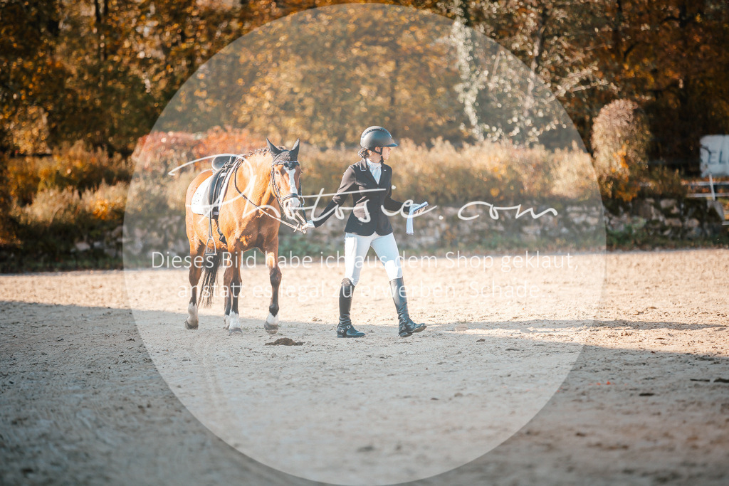 3I6A2211 | Stimmungsvolle Portraits und Reitsportfotografie im Ruhrgebiet und im Münsterland.

Pferdefotografie, Hundefotografie, Tierfotografie, Reportagen, Portraits von Tier und Mensch, Turnierfotografie in Bochum, Recklinghausen, Marl, Haltern am See, Dülmen.. - Realisiert mit Pictrs.com
