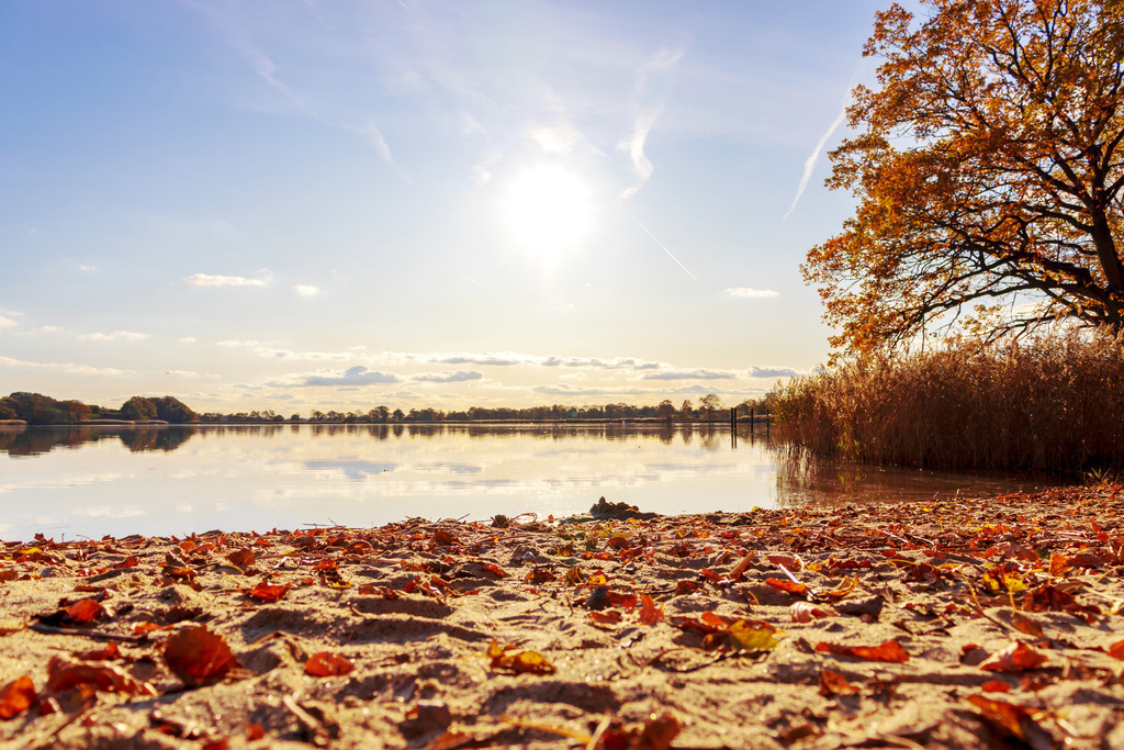 Wandbild: Goldener Herbst an der Schlei in Lindaunis | Dieses Wandbild im Querformat zeigt den Schleistrand in Lindaunis im Herbst. Auf dem Sand liegen herbstliche Blätter. Auf der rechten Seite befindet sich ein herbstlicher Baum. Durch die tiefstehende Sonne ergibt sich eine schöne Lichtstimmung. Die Wolken sowie der leicht rötliche Himmel spiegeln sich auf dem ruhigen Wasser der Schlei.  - Realisiert mit Pictrs.com