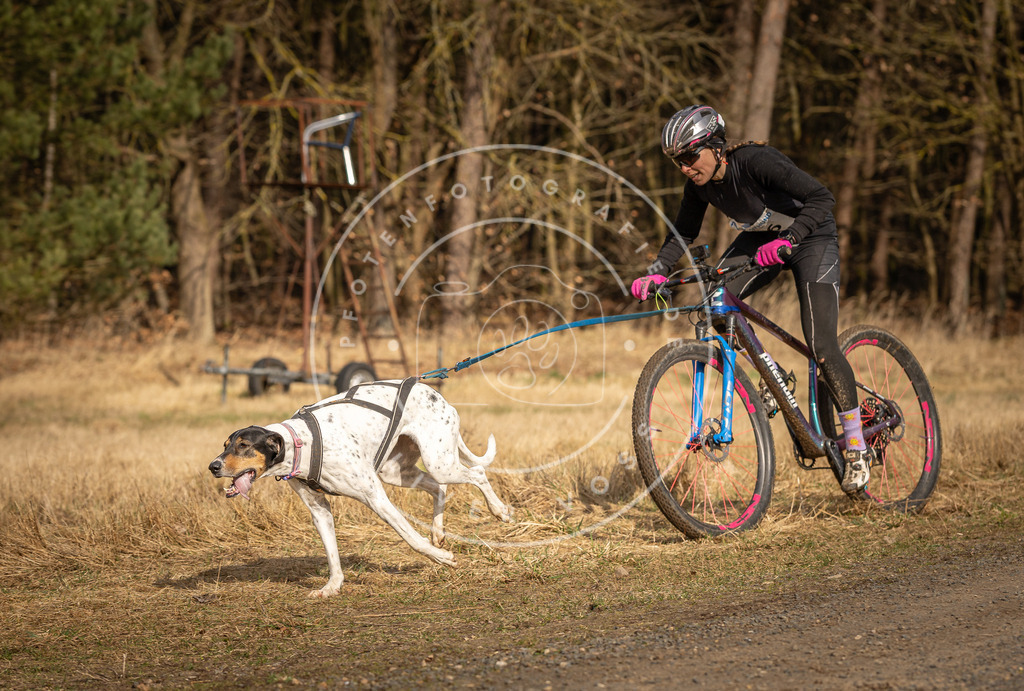 DV3A4240 | Hundefotografie, Tierfotograf, Pfotenfotografie, Fotoshooting Hund, Hunde Portrait, Hundesport, Hundeportraits, Heideshooting, Hunde, Sportfotograf, Hundefotograf, Turnierhundsport, THS,  - Realisiert mit Pictrs.com
