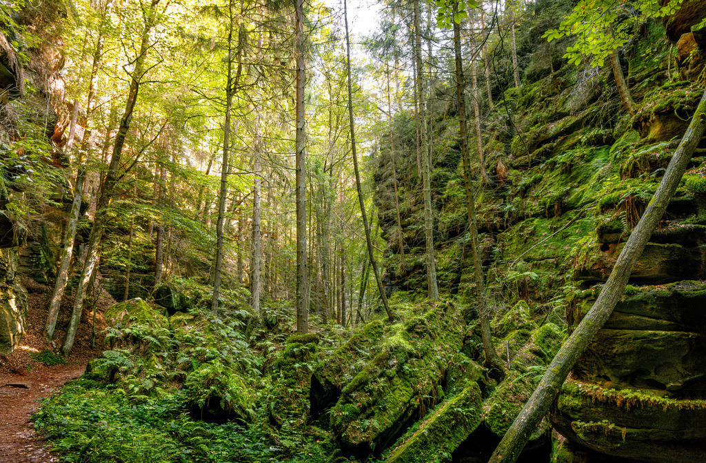 Charakteristische bemooste Waldlandschaft der Sächsischen Schweiz | Die Landschaft ist typisch für den Nationalpark Sächsische Schweiz mit seinen charakteristischen Sandsteinfelsen und dichten Wäldern.Die Szene zeigt eine Schlucht oder eine enge Felsspalte, die oft mit Moos bewachsen ist.Es handelt sich um ein beliebtes Wandergebiet mit unberührter Natur und spezifischen Felsformationen wie denen in der Nähe des Teufelsgrundes - Realisiert mit Pictrs.com