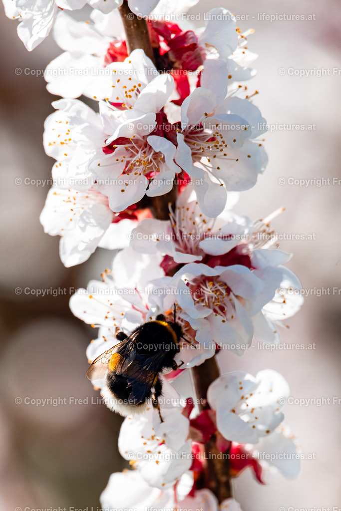 Wachau 04042025 _ Fred Lindmoser-6942 | Fotos und Fotoprodukte - Realisiert mit Pictrs.com