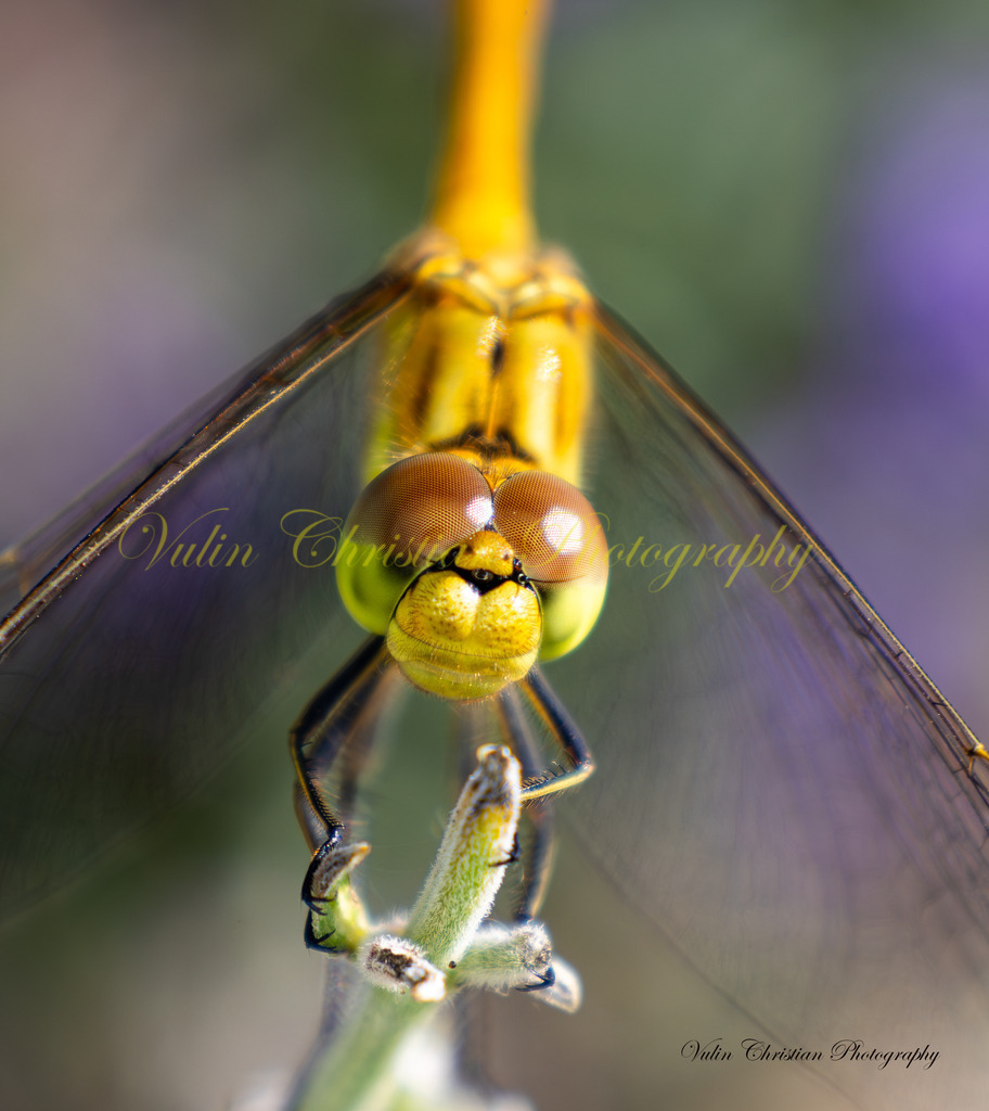 ULMA 20 | Christian Vulin  - Realisiert mit Pictrs.com