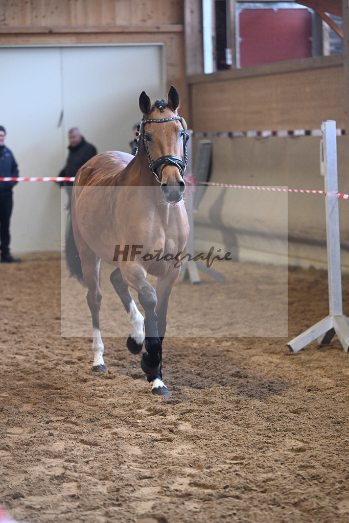 Kat-Nr. 13 Haalandia v. Haaland_ZG Halm u Schmid_16250634 | hf-fotografie - Realisiert mit Pictrs.com