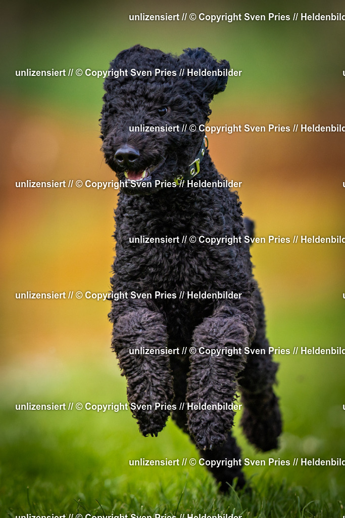 Sven Pries | 2025-04-13 - Hunderennen Baden-Baden - Realisiert mit Pictrs.com