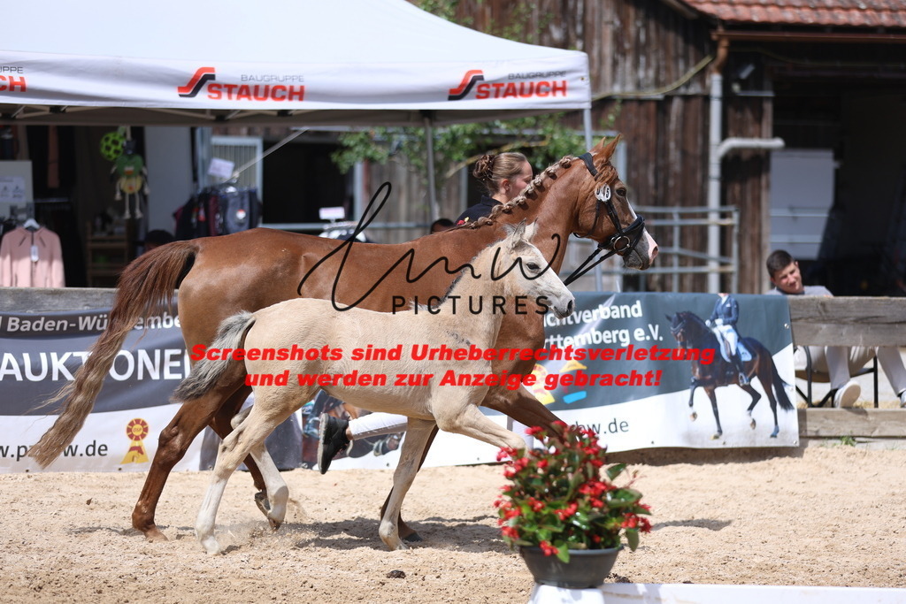 Fohlenschau_Schwäbisch_Hall_Ponys_KN 45_5 | lmwpictures - Realisiert mit Pictrs.com