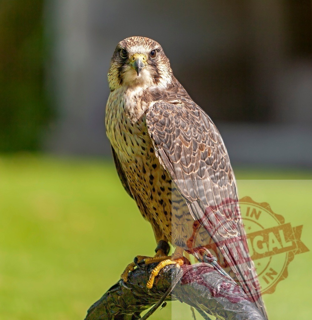 Falcon perching outdoors on falconry equipment | Falcon standing on a gloved perch, exhibiting its predatory nature with sharp eyes - Realisiert mit Pictrs.com