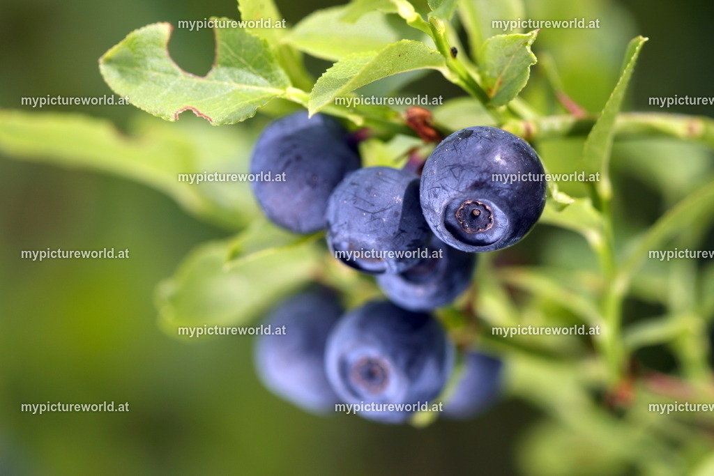 Heidelbeere-010 | Das Bilderarchiv über Tiere, Planzen und Landschaften. In der Bilddatenbank finden Sie ein große Auswahl an hochwertigen Bilder für Ihre Werbung - Realisiert mit Pictrs.com